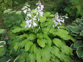 Hosta, reproducere, cultivare, îngrijire, exemple de design peisagistic, foto și video