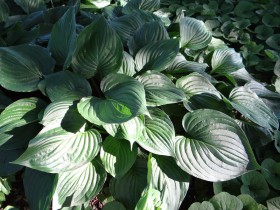 Hosta, reproducere, cultivare, îngrijire, exemple de design peisagistic, foto și video