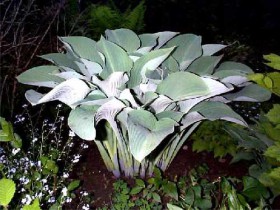 Hosta, reproducere, cultivare, îngrijire, exemple de design peisagistic, foto și video