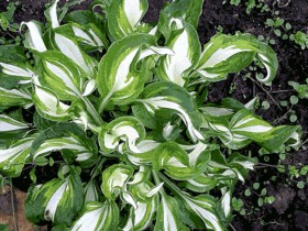 Hosta, reproducere, cultivare, îngrijire, exemple de design peisagistic, foto și video