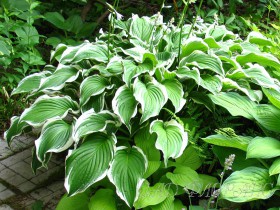 Hosta, reproducere, cultivare, îngrijire, exemple de design peisagistic, foto și video