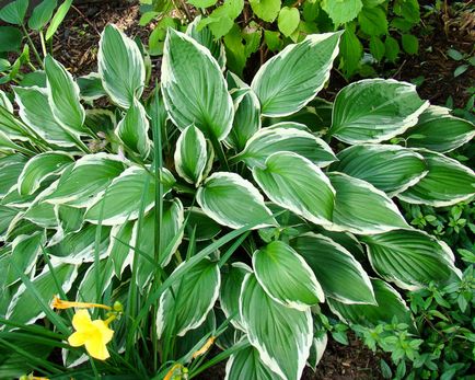 Hosta, reproducere, cultivare, îngrijire, exemple de design peisagistic, foto și video