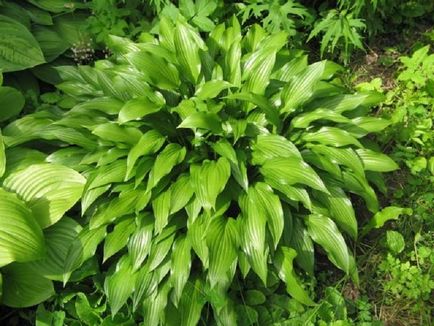 Hosta, reproducere, cultivare, îngrijire, exemple de design peisagistic, foto și video