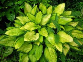 Hosta, reproducere, cultivare, îngrijire, exemple de design peisagistic, foto și video