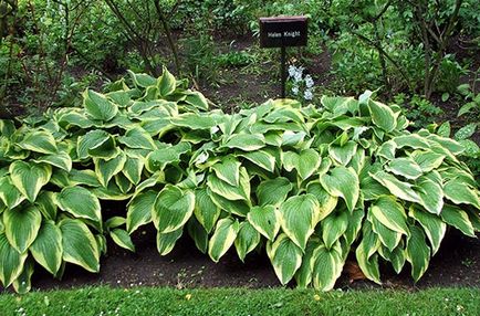 Hosta, reproducere, cultivare, îngrijire, exemple de design peisagistic, foto și video