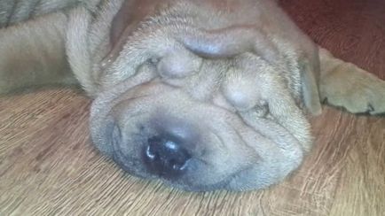 Snoring my shar pei)