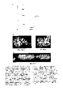 Cromozomi interfazici și metafază - Manual de chimie 21