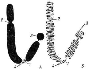 Kromoszómák, ezek alakja, szerkezete, kémiai összetétele, biológiai szerepe