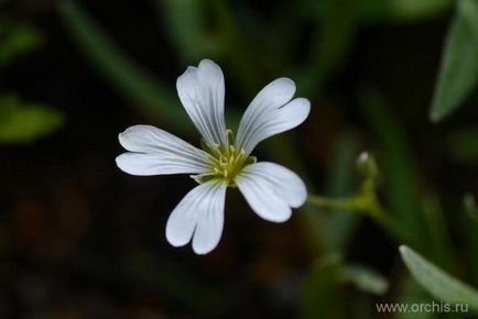 Fascinație de plantare și de îngrijire, cultivare, reproducere, fotografie, descriere