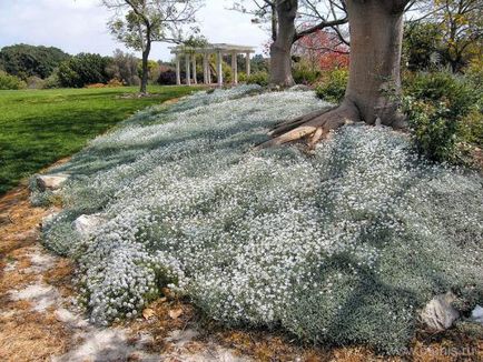 Fascinație de plantare și de îngrijire, cultivare, reproducere, fotografie, descriere