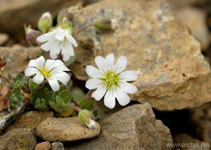 Fascinație de plantare și de îngrijire, cultivare, reproducere, fotografie, descriere