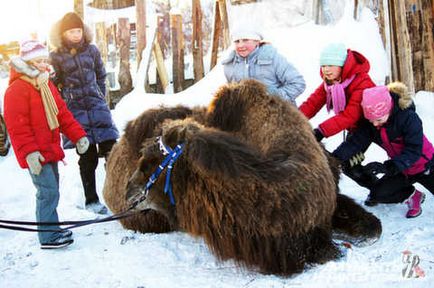 Юля купила верблюда через інтернет по фотографії, заплативши за нього 100 тисяч рублів