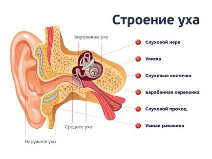 Захворювання зовнішнього вуха способи боротьби з вушними захворюваннями і їх види