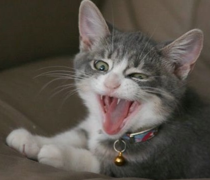 De ce pisicile îți atrag atenția huliganismul sau un semnal serios