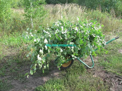 Заготівля віників для лазні