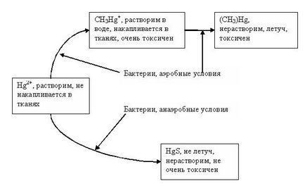 Забруднення вод металами - зілов е