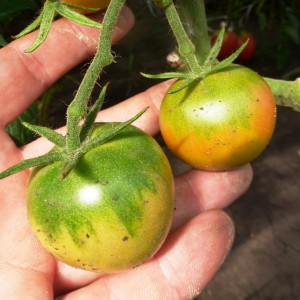 Camera verde, casa de tomate