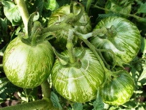 Camera verde, casa de tomate