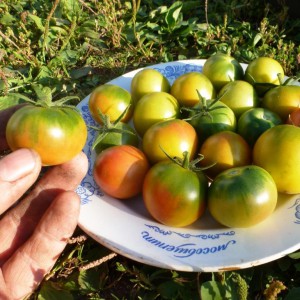 Camera verde, casa de tomate