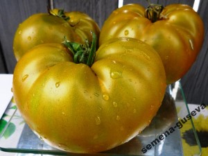 Camera verde, casa de tomate