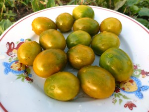 Camera verde, casa de tomate