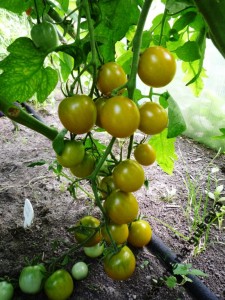 Camera verde, casa de tomate