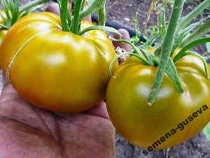 Camera verde, casa de tomate