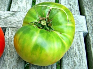 Camera verde, casa de tomate