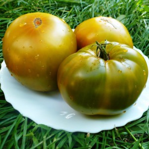 Camera verde, casa de tomate