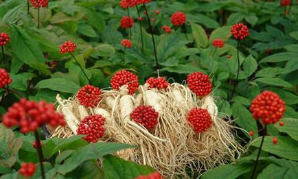 Ginseng - cultivarea agricolă