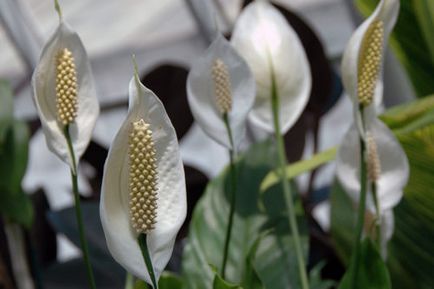 Fericirea feminină sau spathiphyllum - semne și boli, de ce spathiphyllum nu înflorește, îmbrăcăminte de sus și