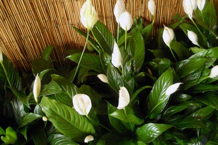 Fericirea feminină sau spathiphyllum - semne și boli, de ce spathiphyllum nu înflorește, îmbrăcăminte de sus și