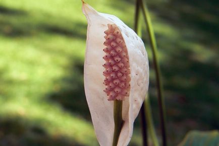 Fericirea feminină sau spathiphyllum - semne și boli, de ce spathiphyllum nu înflorește, îmbrăcăminte de sus și