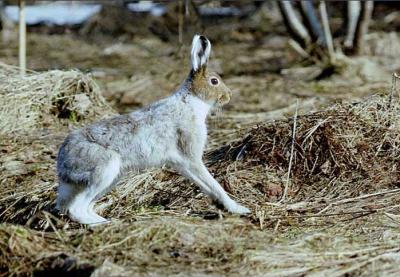 Animale în diferite sezoane