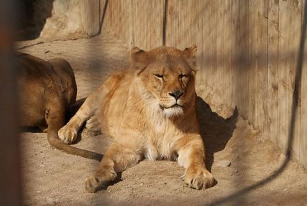 Gradina zoologica din Minsk merita o vizita!