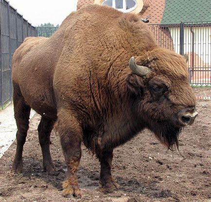 Gradina zoologica din Minsk merita o vizita!