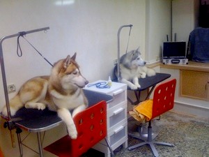 Zoosalon best friends (spb) - salon de coafură și salon de frumusețe pentru câini, pisici și alte animale