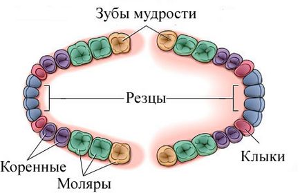 Bölcsességfog kép, ami sokkal bölcsességfogak emberekben nőhet, magát