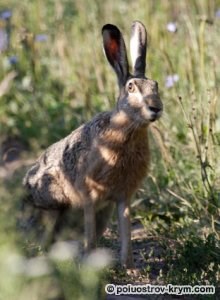 Animale din Crimeea, lumea animalelor din Crimeea, Crimeea peninsula comorii