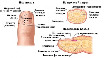 10 Mituri despre unghiile