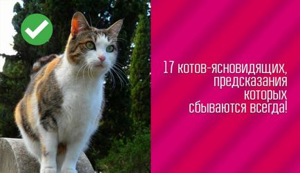 17 Котов-ясновидців, передбачення яких збуваються завжди!