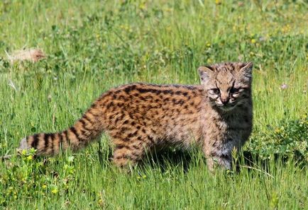 17 Чудових котів, про які ніхто не чув