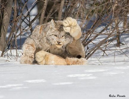 17 Чудових котів, про які ніхто не чув