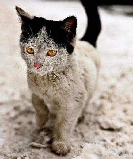 18 Pisica uimitoare cu cea mai incredibila culoare