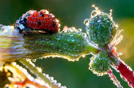 25 Lucrari ale celui mai mare artist din lume - natura