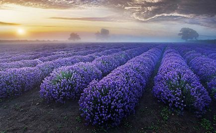 25 Lucrari ale celui mai mare artist din lume - natura