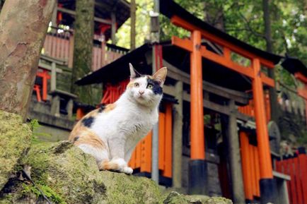 50-Літня жінка в Японії померла після укусу кішки