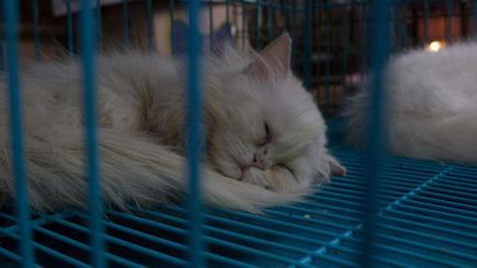 50-Літня жінка в Японії померла після укусу кішки