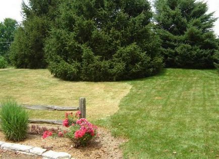 5 Помилок в догляді, які гублять ваш газон, дизайн ділянки ()