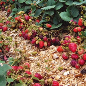 7 Sfaturi pentru cultivarea căpșunilor